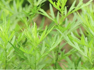 ��Ҷ�����ע������ ��Ҷ����ĺô�