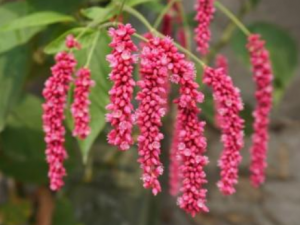 ݦ������Щ��Ч ݦ�ݳ����׽���