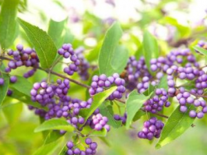 ������Ĺ�Ч���� �����������˳�Ѫ