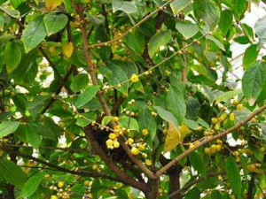 �����ٵĹ�Ч���� ����������θ��ʹ