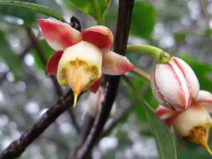 �������Ĺ�Ч���� ����������������