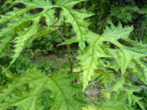 ������Ĺ�Ч���� ��������������ʹ