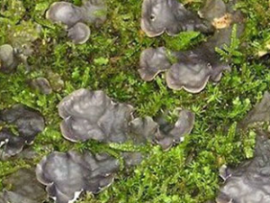 ��ʯ���Ĺ�Ч���� ��ʯ����С�����