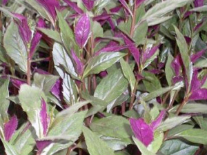 ������Ĺ�Ч���� �����������Ѫ�����ȸ���