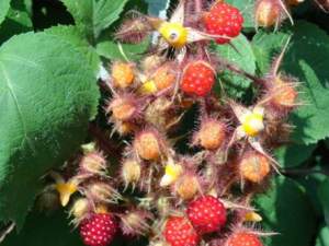 �����ݴ̵Ĺ�Ч���� �����ݴ���������ʹ