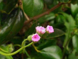 ͷСɵĹЧ ͷСηȿȴ