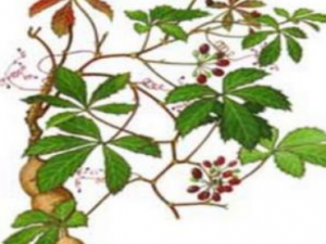 ����ӵĹ�Ч���� �����������