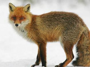 ����β�Ĺ�Ч���� ����β��С������