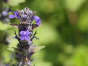 ǲݵĹЧ ǲȽⶾθð