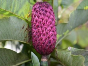 �����ӵĹ�Ч���� ���������н�θ��θ������