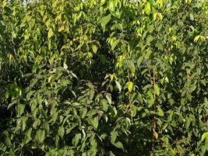 �����Ĺ�Ч���� �����η纮��ð