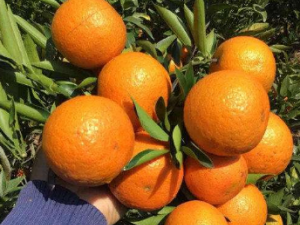 �ո������ӻ����� �ո����ܳԵ�ˮ������Щ