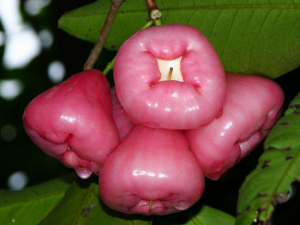 ˮ�����԰��㻤�� ��Щˮ��������Ƥ�����