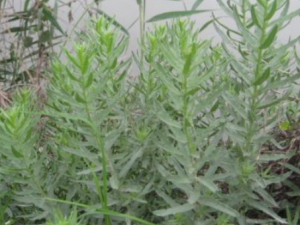 �ӲݵĹ�Ч���� �Ӳ������Ѫ�θ��ȴ���