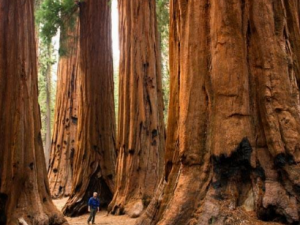 ��ɼƤ�Ĺ�Ч���� ��ɼƤ������