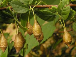 ��Ƥ�Ĺ�Ч���� ��Ƥ�η�ʪ�ؽ�ʹ