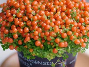 �����ӵĹ�Ч���� ����������߽��