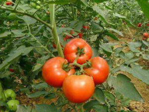 ����Ӧ�����ѡ ����Ҫע��ʲô