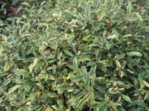 �����ӵĹ�Ч���� ����������������