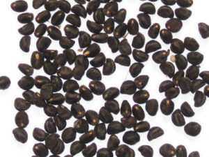 ��¬�ӵĹ�Ч���� ��¬���γ������׻�¶