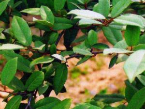 ������Ҷ�Ĺ�Ч���� ������Ҷ�ο�������