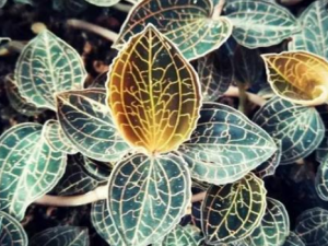 ��ͷ���ҽ����� ��ͷ����С������