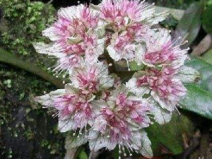 ��Ƥ�ݵĹ�Ч���� ��Ƥ��������