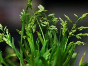 �������Ĺ�Ч���� ����������������