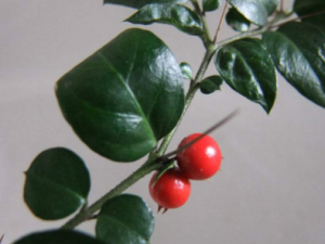 ���̵Ĺ�Ч���� �����μ��Ը���