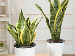 ��β���Ĺ�Ч���� ��β���θ�ð���ԣ�