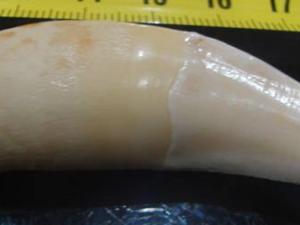 ��������Щ��Ч���� ����ɱ���