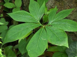 ���ƣ���Ҷ���ģ��Ĺ�Ч���� ���ƣ���Ҷ���ģ������з����Ŀ��