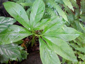 �������ǵĹ�Ч���� �������Ǻ������