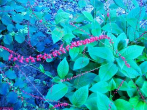 ����Ҷ�Ĺ�Ч���� ����Ҷ�η�ʪʹ