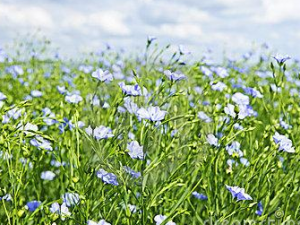 ����ݵĹ�Ч���� ���������ɢ���ο�Ѫ