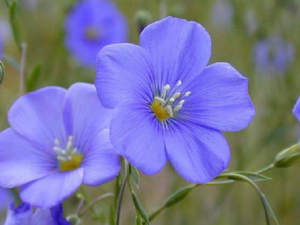 ���黨�Ĺ�Ч���� ���黨�ζ���