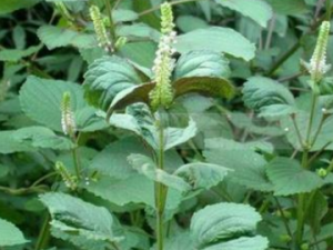 ����Ҷ�Ĺ�Ч���� ����Ҷ�η纮ʪ��