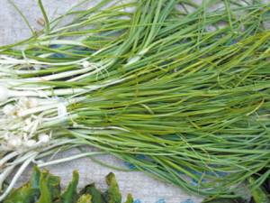 �����ӵĹ�Ч���� ������������Ѫ��ֹ