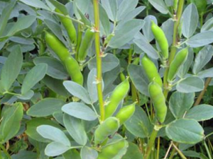 �����ݵĹ�Ч���� �������η���Ŀ��