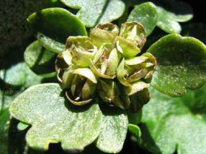 �������ӵĹ�Ч���� �������������˻��θ���