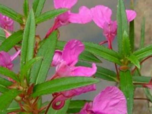 �����ɵĹ�Ч���� ����������ͷָ��