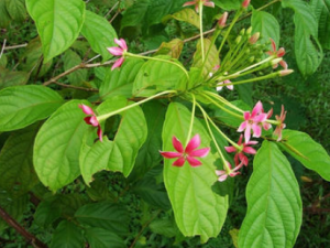 ���糵�ӵĹ�Ч���� ���糵���λ׳�