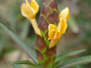 ҶٶžĹЧ Ҷٶžζҧ