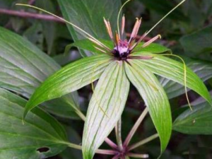 ��Ҷ����������Щ���� ��Ҷ�������μ�����ʹ