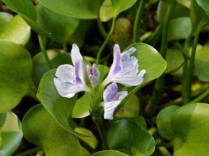 ����̦�Ĺ�Ч���� ����̦��ˮ������