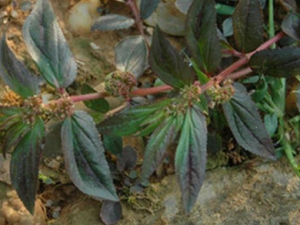 ������Ь�Ĺ�Ч���� ������Ь�δ�����ʹ