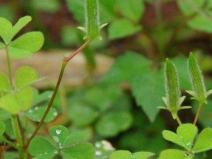 ��Ѫ���Ĺ�Ч���� ��Ѫ���λ����͸���