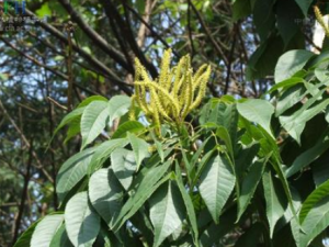 ҶĹЧ ҶιӸŧվòտ