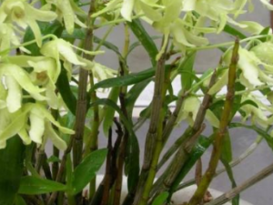 ���ݵĹ�Ч���� ���������˿�Ѫ