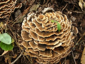 �����Ĺ�Ч���� �����δ󳦷綾